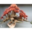 Cây gỗ lũa bonsai kiểu đồi cây [Phần đế bằng gỗ, phần thân có nhiều rể rủ, hang hốc. có 2 loại tán]