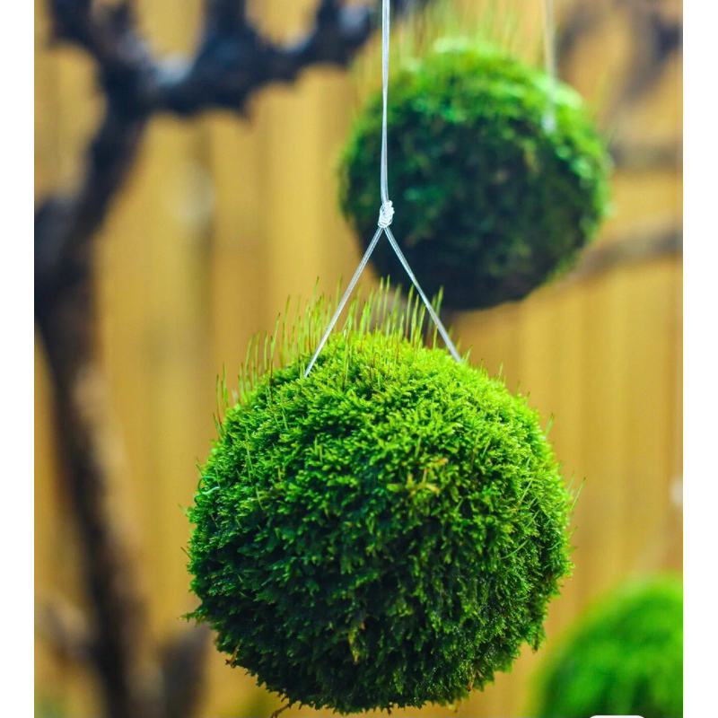 Quả cầu rêu Kokedama ,moss ball phong cách chơi Bonsai Nhật Bản, decor không gian thiên nhiên nhà bạn.