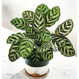 Chậu đen mềm ĐUÔI CÔNG HẠNH PHÚC decor nhà, phong thuỷ - Calathea Makoyana - Vườn Như Ngọc - Đã bật hoả tốc