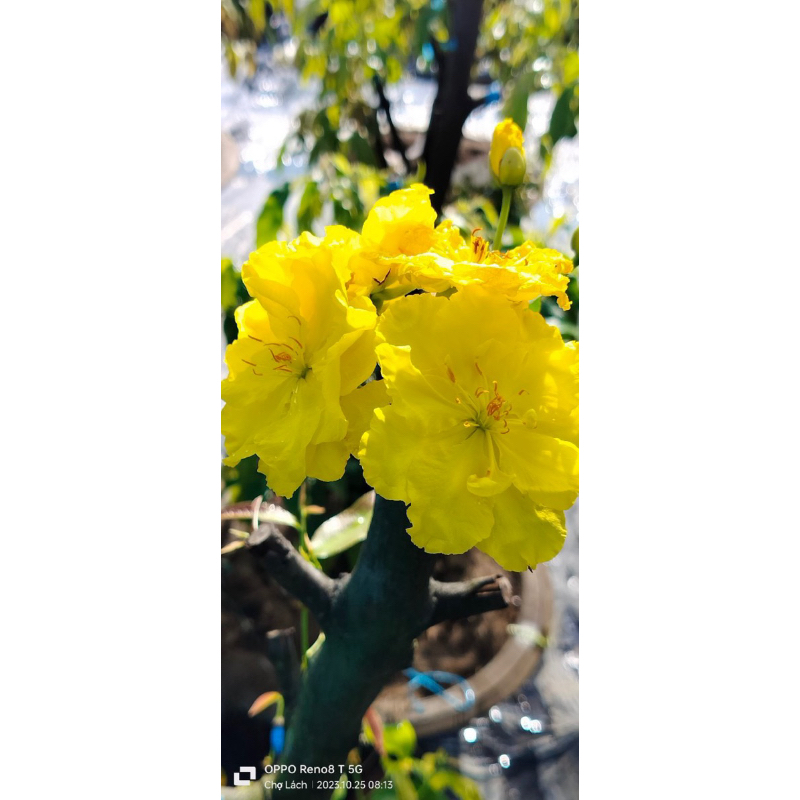 Hoa mai Siêu Bông Sài Gòn_cây ghép chuẩn