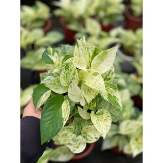 Chậu Trang trí Trầu Bà Cẩm Thạch (Trầu bà sữa) - Marble Queen Pothos |Vườn Như Ngọc| - Đã bật Hỏa Tốc
