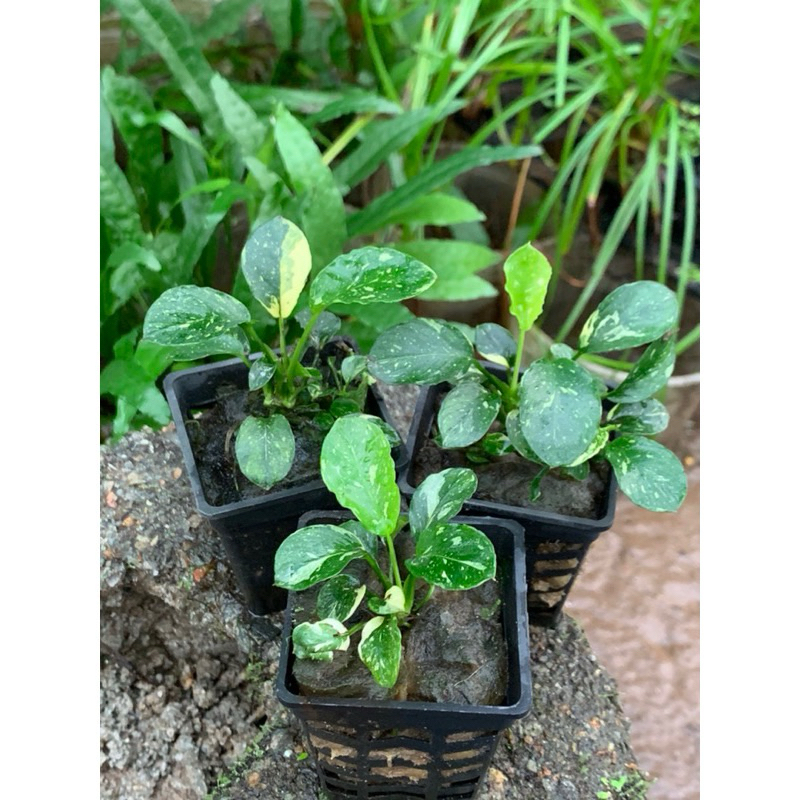 1 Cây Ráy var classic ( var Nhật ) lá nước | Shopee Việt Nam