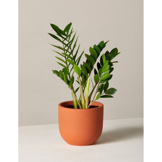 Chậu nhựa đen mềm KIM TIỀN DECOR - Kim Phát Tài - Zzplant |Vườn Như Ngọc| - đã bật hỏa tốc