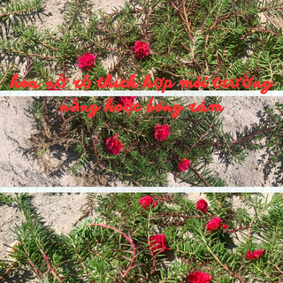 Hoa mười giờ bon sai thân dài 40 cm đến 60cm