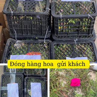 Hoa mười giờ bon sai thân dài 40 cm đến 60cm