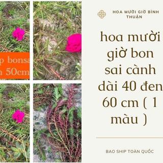 Hoa mười giờ bon sai thân dài 40 cm đến 60cm