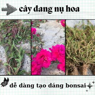 Hoa mười giờ bon sai thân dài 40 cm đến 60cm