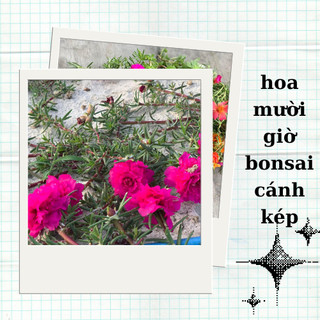 Hoa mười giờ bon sai thân dài 40 cm đến 60cm