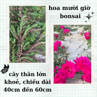 Hoa mười giờ bon sai thân dài 40 cm đến 60cm