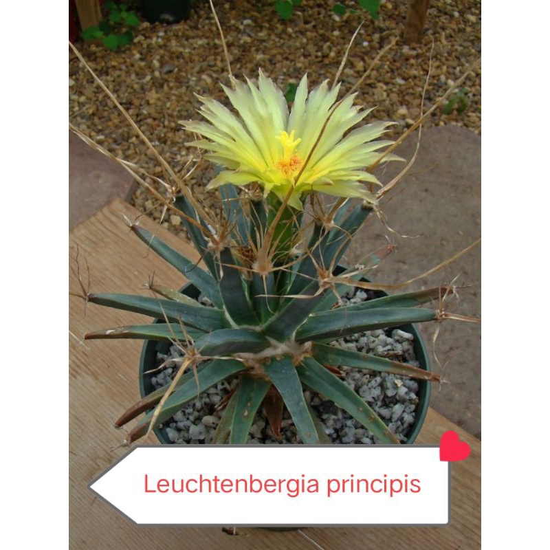 Xương rồng Leuchtenbergia principis ( cọng rơm ) | Shopee Việt Nam
