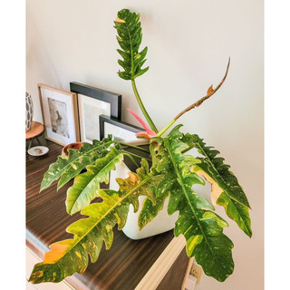Chậu mềm Ring of Fire var (Cung Đàn var) decor đẹp - |Vườn Như Ngọc| - Đã bật hoả tốc