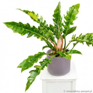 Chậu mềm Ring of Fire var (Cung Đàn var) decor đẹp - |Vườn Như Ngọc| - Đã bật hoả tốc