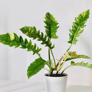 Chậu mềm Ring of Fire var (Cung Đàn var) decor đẹp - |Vườn Như Ngọc| - Đã bật hoả tốc