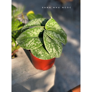 COMBO Chậu để bàn, decor, phủ xanh - |Vườn Như Ngọc| - Đã bật hoả tốc
