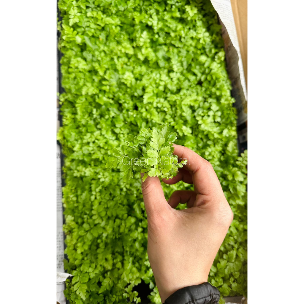 Dương xỉ loại siêu mini setup terrarium Green Natural