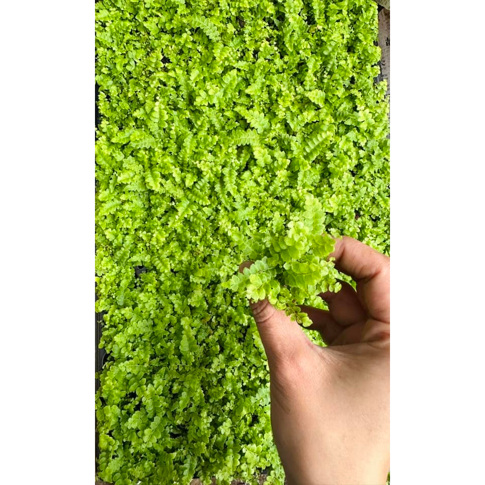 Dương xỉ loại siêu mini setup terrarium Green Natural