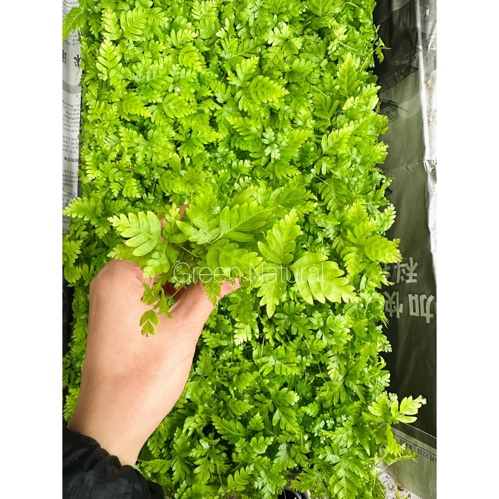 Dương xỉ loại siêu mini setup terrarium Green Natural