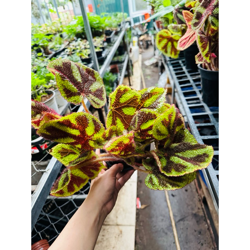 Thu hải đường ( bengonia) trồng bán cạn, terrarium, decor xinh