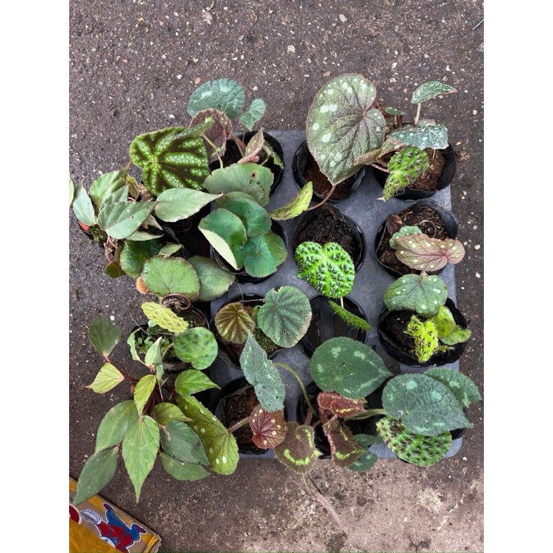 Thu hải đường ( bengonia) trồng bán cạn, terrarium, decor xinh
