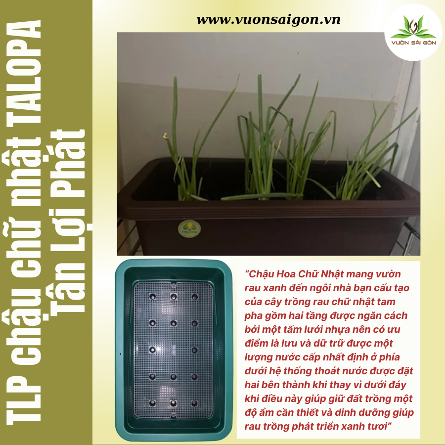 TLP Chậu chữ nhật TALOPA Tân Lợi Phát 1