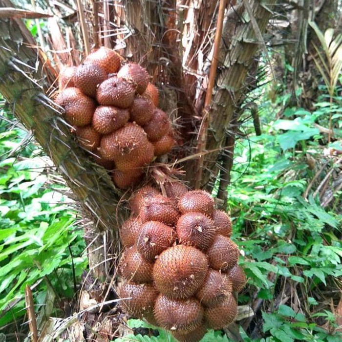 Cây Salak Cây Mây Bali Indo Chuẩn F1 Có Thể Trồng Chậu | Shopee Việt Nam