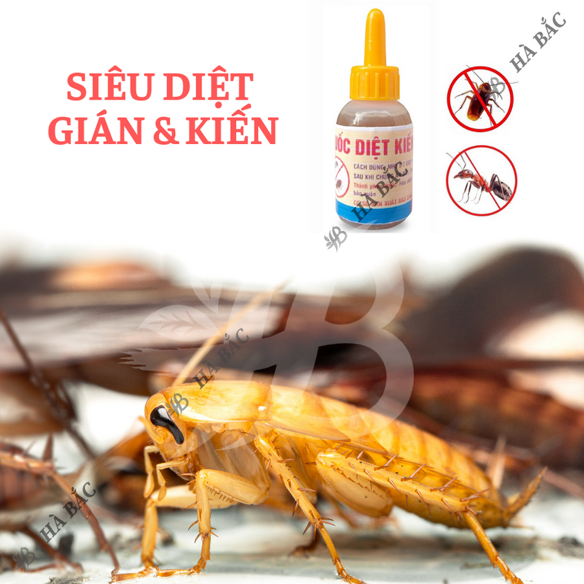 Thuốc Diệt Kiến Gián Sinh Học tận gốc, an toàn, không độc hại (chai 10ml)