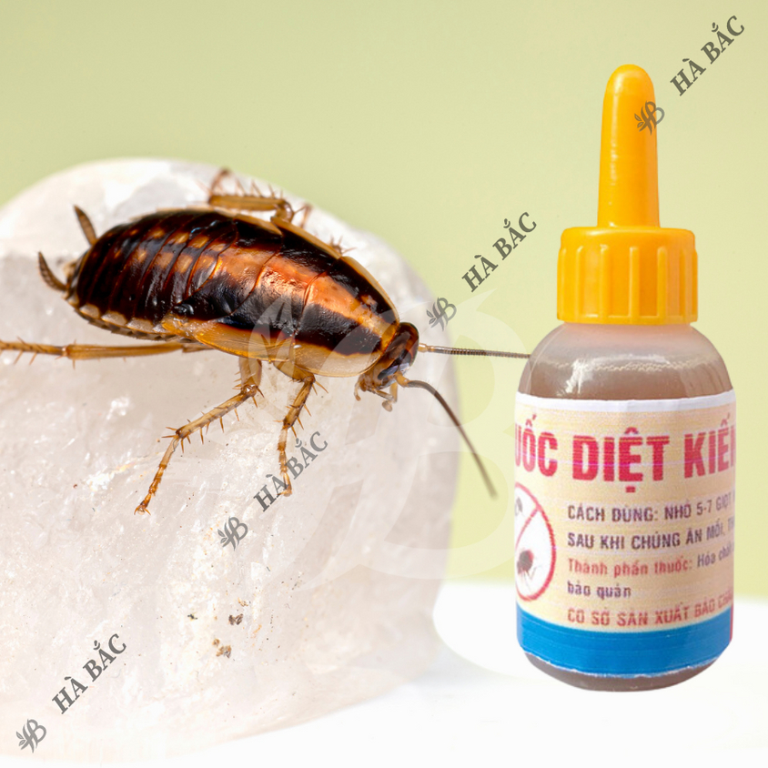 Thuốc Diệt Kiến Gián Sinh Học tận gốc, an toàn, không độc hại (chai 10ml)