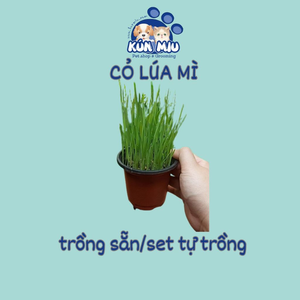 Cỏ lúa mì trồng sẵn,cỏ tươi • wheatgrass • cỏ mèo, ép lấy nước uống ...