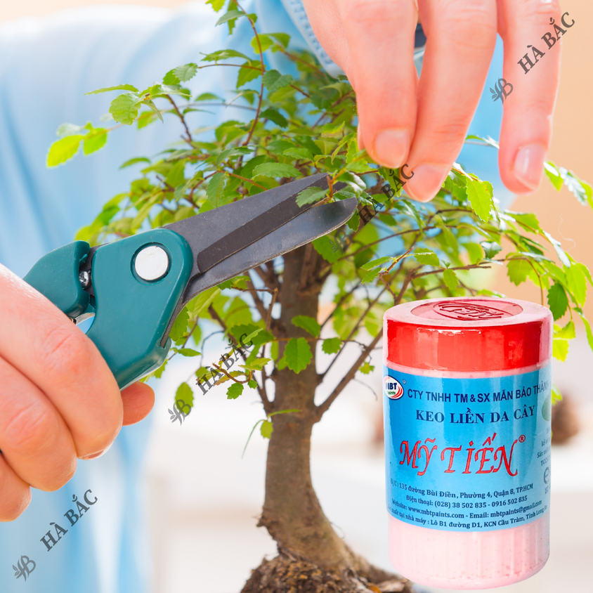 Keo liền da cây - keo liền sẹo - thuốc hỗ trợ chiết cành Mỹ Tiến hũ màu hồng (100gr, 225gr), chế phẩm bảo vệ thực vật