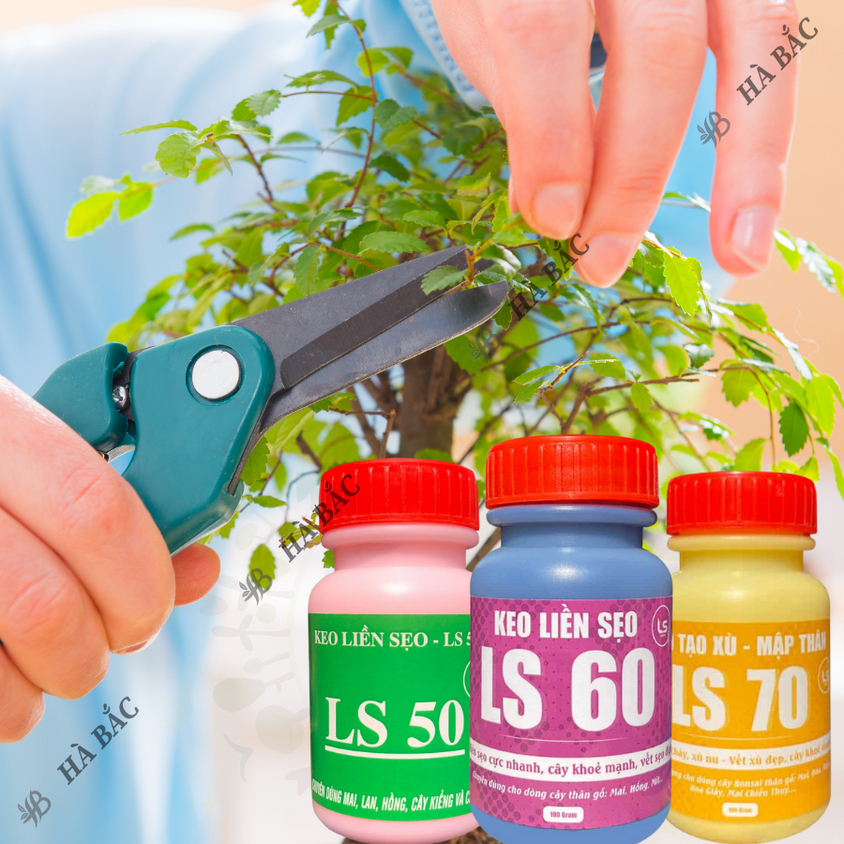 Keo liền sẹo liền da LS50, LS60, LS70 dùng cho cây trồng - Diệt khuẩn tốt kéo sẹo nhanh (25gr, 100gr)