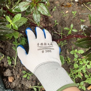 Bịch 12 đôi găng tay bảo hộ lao động phủ cao su 388, gang tay phu pu, găng tay 388