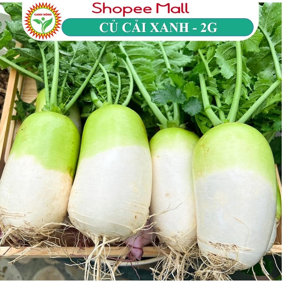 Hạt giống Hàn Quốc - Hạt Ciống Củ Cải Xanh Hàn Quốc - tỷ lệ nảy mầm 99% Hạt Giống CANH NÔNG