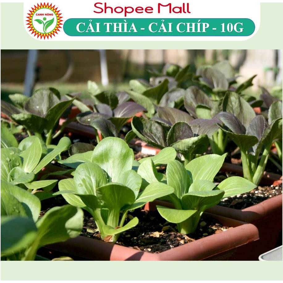 Hạt giống Cải Thìa, Cải Chíp (10g~3500 hạt) giống chịu nhiệt tốt, giàu dinh dưỡng, trồng quanh năm - Hạt giống CANH NÔNG