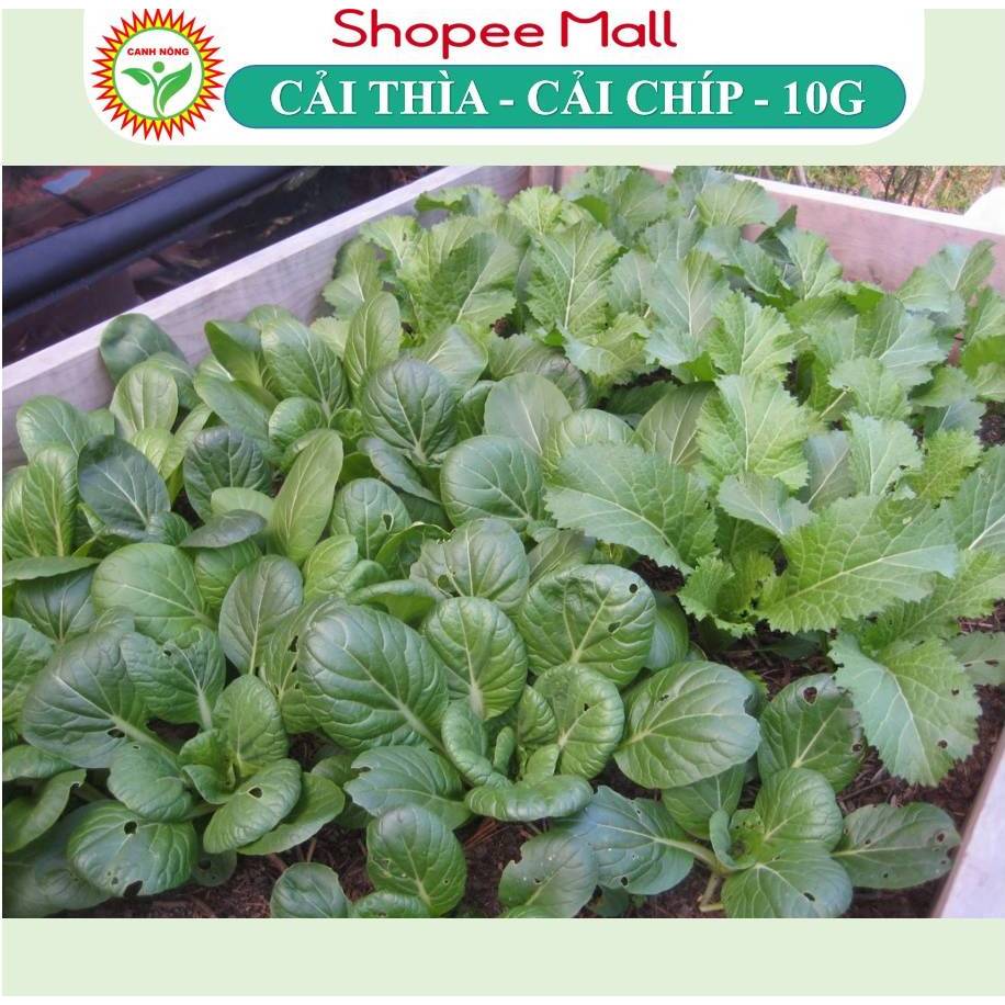 Hạt giống Cải Thìa, Cải Chíp (10g~3500 hạt) giống chịu nhiệt tốt, giàu dinh dưỡng, trồng quanh năm - Hạt giống CANH NÔNG