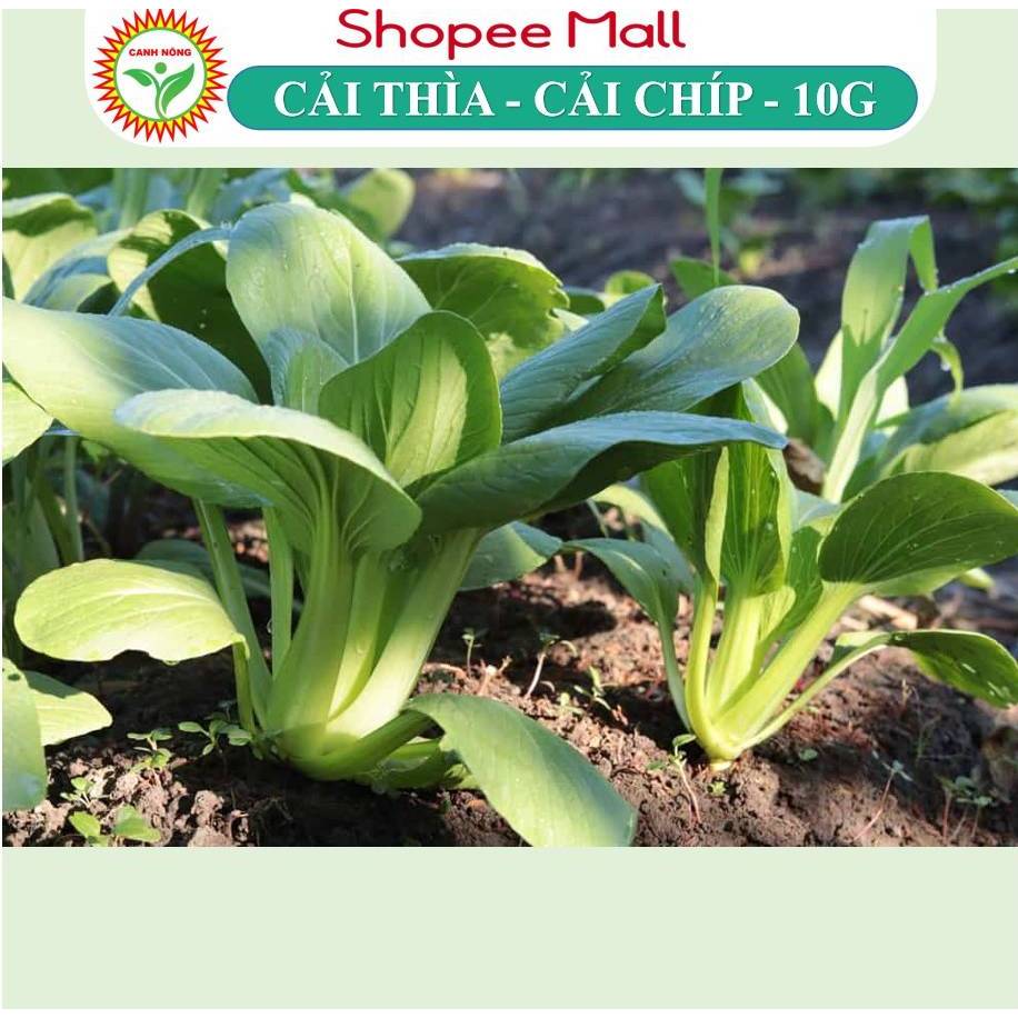 Hạt giống Cải Thìa, Cải Chíp (10g~3500 hạt) giống chịu nhiệt tốt, giàu dinh dưỡng, trồng quanh năm - Hạt giống CANH NÔNG