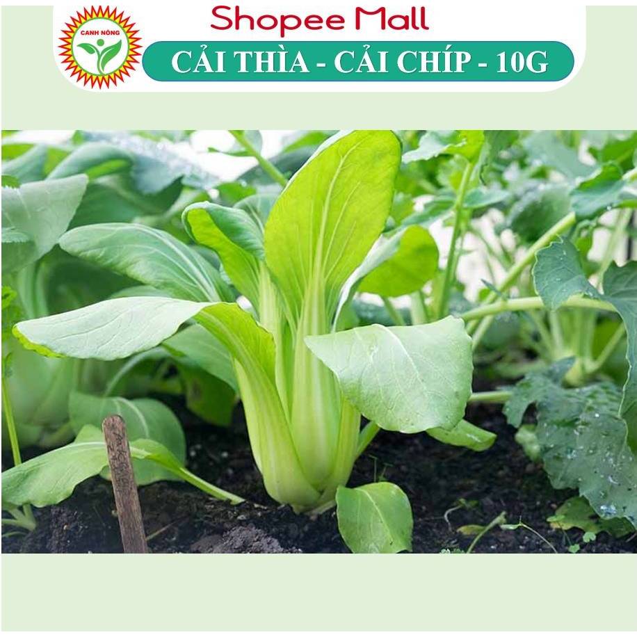 Hạt giống Cải Thìa, Cải Chíp (10g~3500 hạt) giống chịu nhiệt tốt, giàu dinh dưỡng, trồng quanh năm - Hạt giống CANH NÔNG