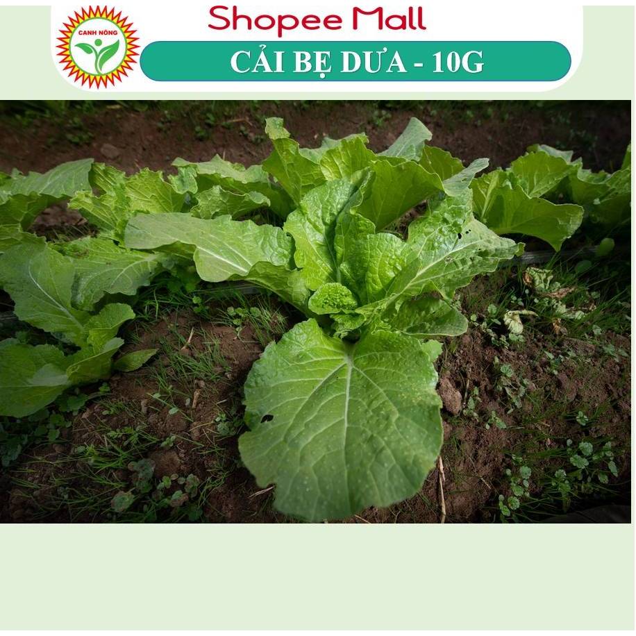 Hạt giống Cải Bẹ Dưa, Cải Đông Dư (10g~4000 hạt) cao sản, trồng quanh năm, dễ chăm sóc - Hạt giống CANH NÔNG