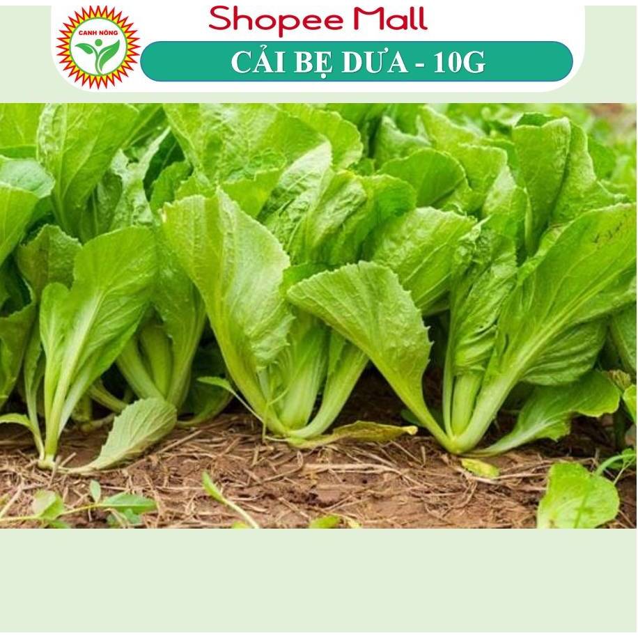 Hạt giống Cải Bẹ Dưa, Cải Đông Dư (10g~4000 hạt) cao sản, trồng quanh năm, dễ chăm sóc - Hạt giống CANH NÔNG