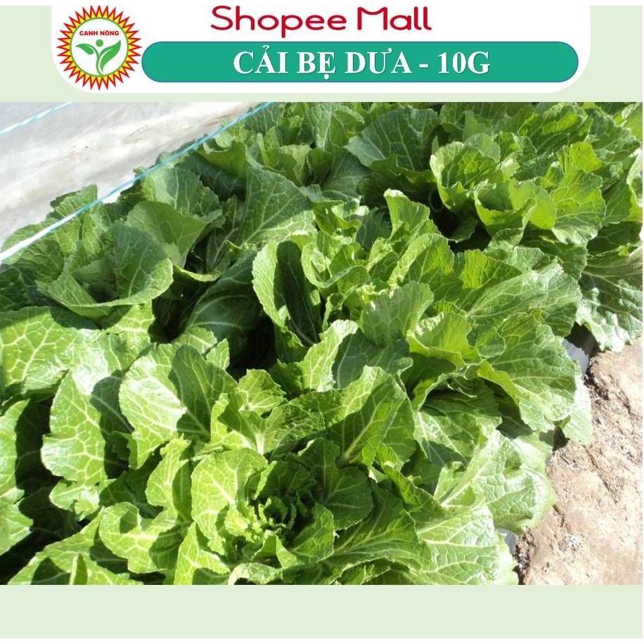 Hạt giống Cải Bẹ Dưa, Cải Đông Dư (10g~4000 hạt) cao sản, trồng quanh năm, dễ chăm sóc - Hạt giống CANH NÔNG