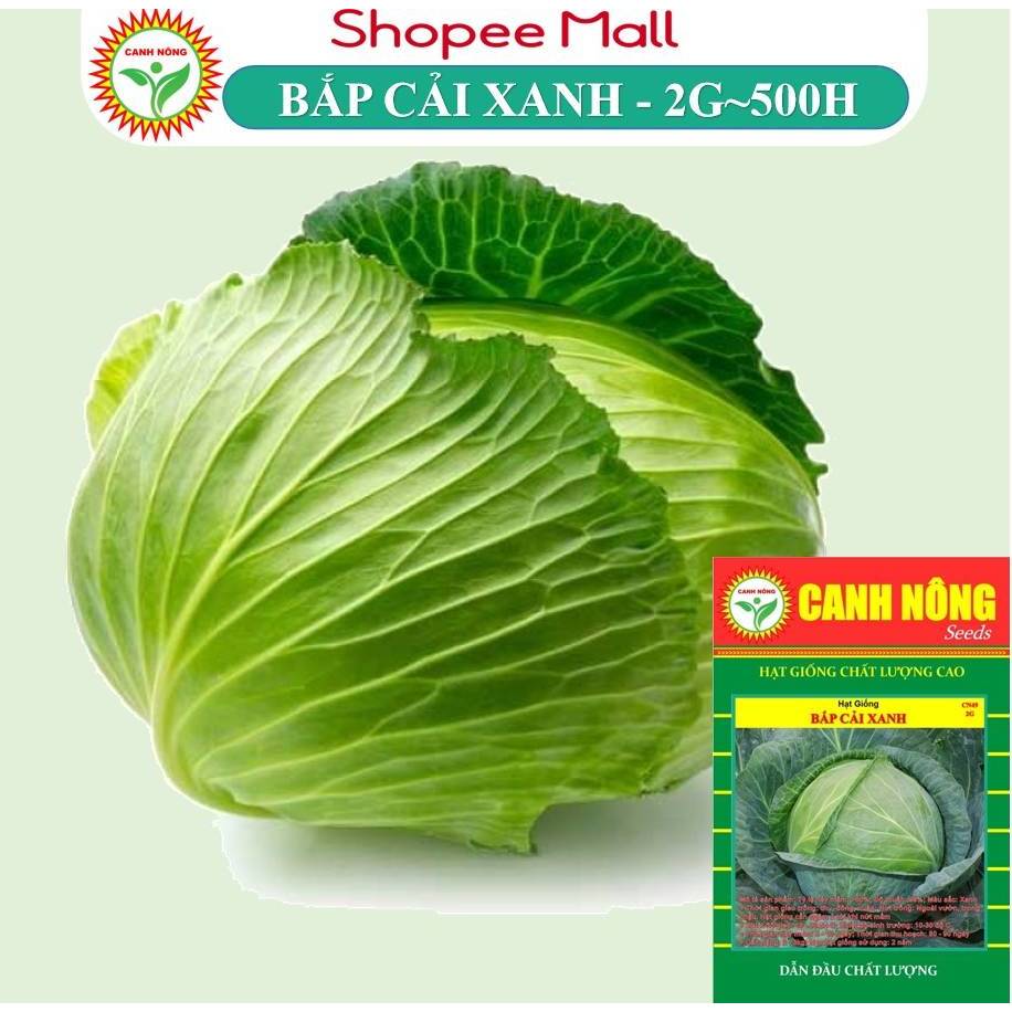 Hạt giống Bắp Cải Xanh F1 Bốn Mùa (2g~500 hạt) chịu nhiệt tốt, năng suất cao, trồng quanh năm - Hạt giống CANH NÔNG