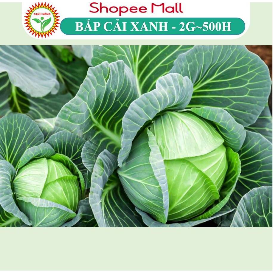 Hạt giống Bắp Cải Xanh F1 Bốn Mùa (2g~500 hạt) chịu nhiệt tốt, năng suất cao, trồng quanh năm - Hạt giống CANH NÔNG
