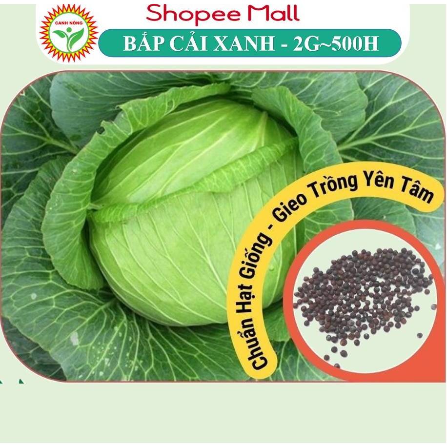Hạt giống Bắp Cải Xanh F1 Bốn Mùa (2g~500 hạt) chịu nhiệt tốt, năng suất cao, trồng quanh năm - Hạt giống CANH NÔNG