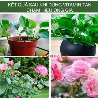 Viên Nén VITAMIN kích rễ cho cây