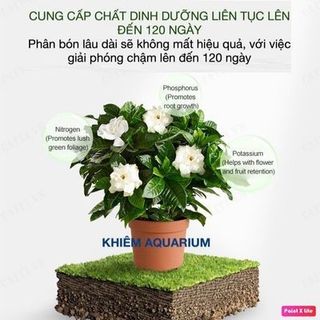 Viên Nén VITAMIN kích rễ cho cây