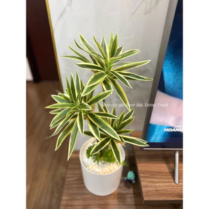 cây giả nhân tạo - cây thuỷ trúc 3 nhánh 60cm