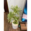 cây giả nhân tạo - cây thuỷ trúc 3 nhánh 60cm