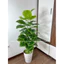 CÂY TRẦU BÀ MẪU MỚI - 1m2 - CÂY GIẢ DECOR