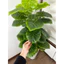 CÂY TRẦU BÀ MẪU MỚI - 1m2 - CÂY GIẢ DECOR