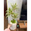 cây giả nhân tạo - cây thuỷ trúc 3 nhánh 60cm