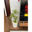 cây giả nhân tạo - cây thuỷ trúc 3 nhánh 60cm